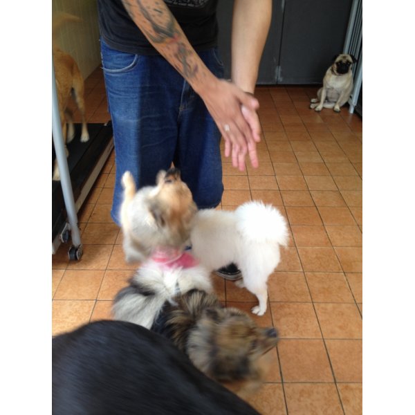 Serviço de Adestrador de Cachorro Valor no Jardim das Rosas - Adestramento Canino