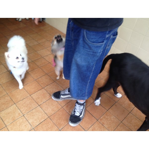 Serviço de Adestrador de Cachorro Valores na Vila Ipojuca - Adestramento Canino