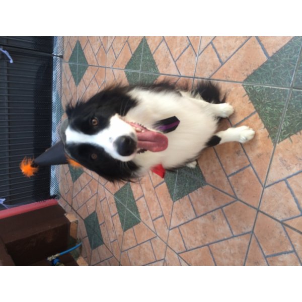 Serviço de Adestrador de Cães Om Valor Bom na Chácara Pouso Alegre - Adestrador de Cães em Santo André