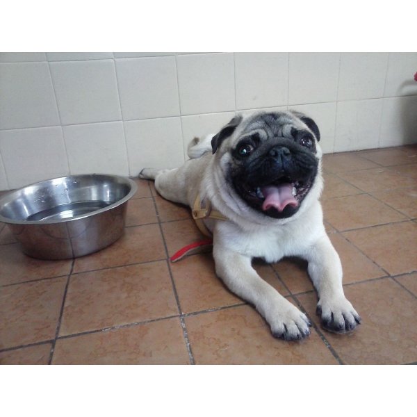 Serviço de Adestrador de Cães Preço na Vila Barra Funda - Adestrador Canino Preço