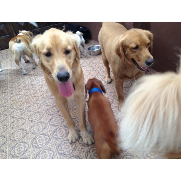 Serviço de Adestrador de Cães Preço na Vila Charlote - Serviço de Adestramento de Cachorros