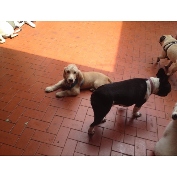 Serviço de Adestrador de Cães Quero Contratar na Bairro Campestre - Adestramento de Cachorros