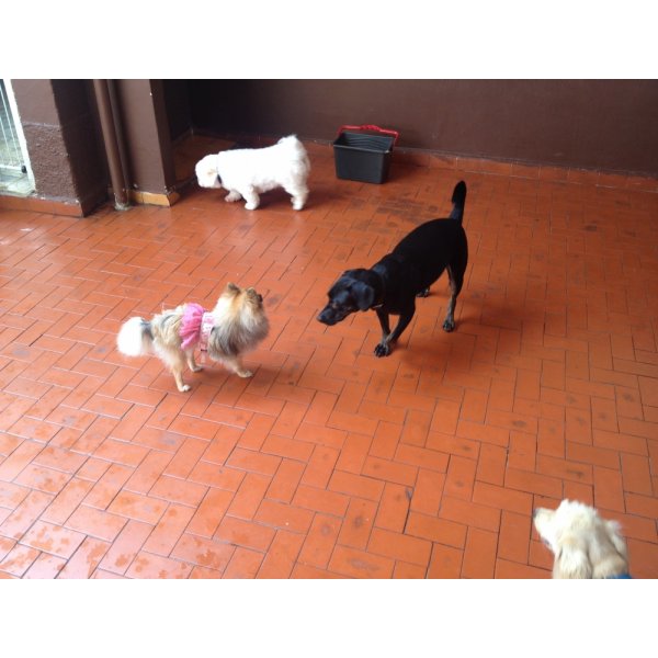 Serviço de Adestrador de Cães Valores na Vila Canero - Serviço de Adestramento de Cachorros