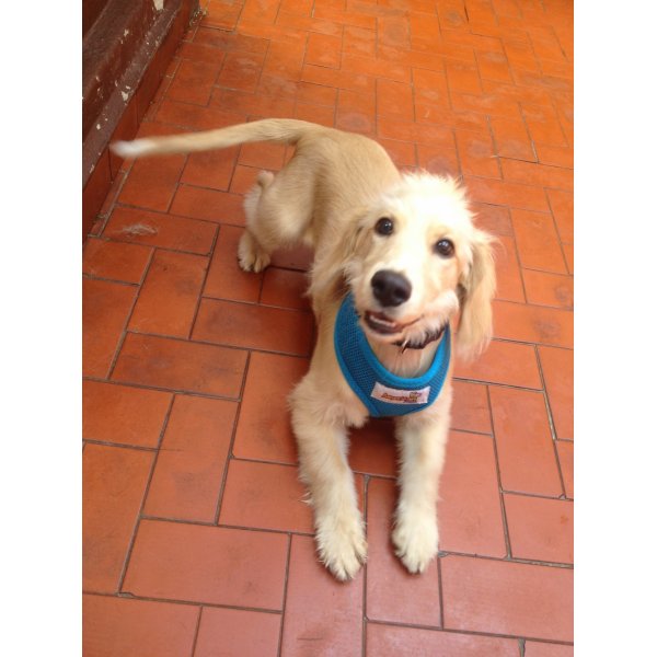 Serviço de Adestramentos de Cachorro Filhote no Jardim Ipanema - Adestrar Cães