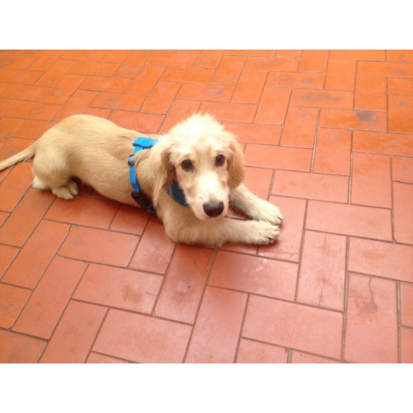 Serviço de Adestramentos de Cachorro Filhote Valor na Vila Parque Jabaquara - Adestramento Cães