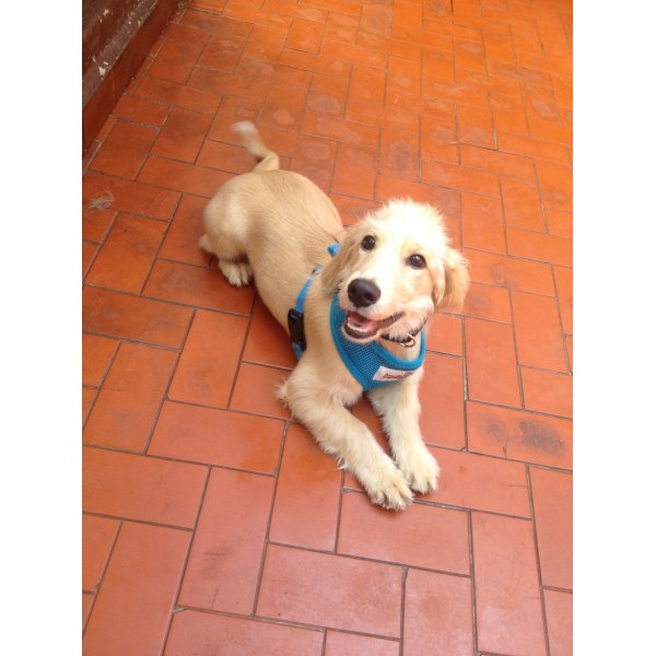Serviço de Adestramentos de Cachorro Quanto Custa no Jardim Patente Novo - Adestramento de Cães em São Bernardo