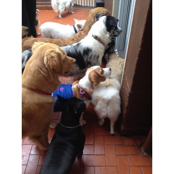 Serviço de Babá de Cachorros Como Contratar na Vila Guaraciaba - Pet Sitter Preço