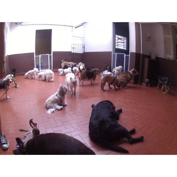 Serviço de Babá de Cachorros na Vila Natália - Pet Sitter