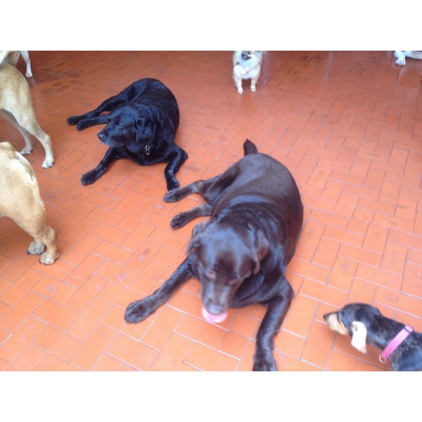 Serviço de Babá de Cachorros Onde Tem na Vila Apiay - Dog Sitter no Bairro Olímpico
