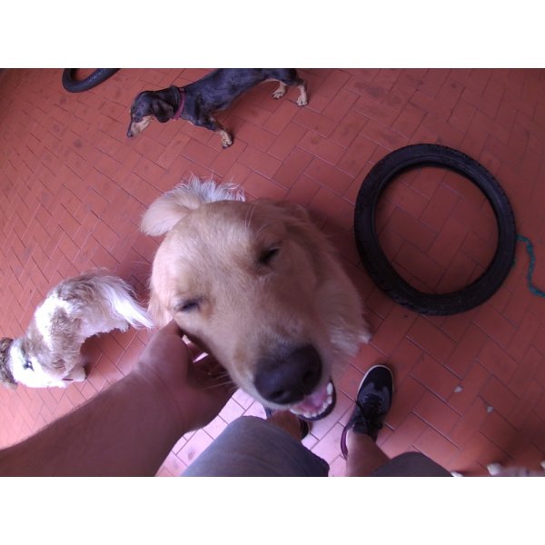 Serviço de Babá de Cachorros Preço na Vila Clementino - Dog Sitter no Bairro Barcelona