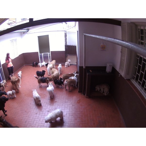 Serviço de Babá de Cachorros Preços na Vila Gilda - Dog Sitter Preço