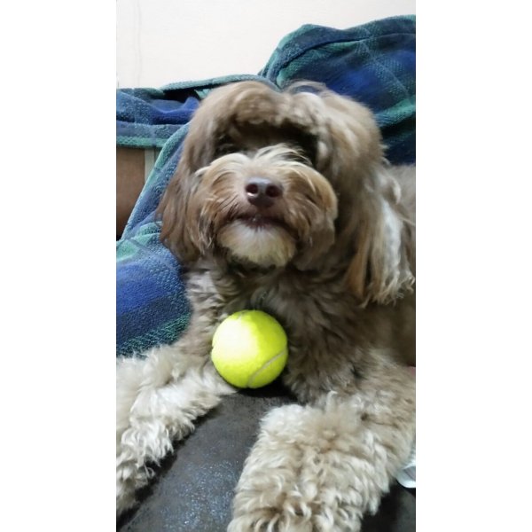 Serviço de Babá de Cachorros Qual Empresa Tem na Vila Roli - Dog Sitter no Bairro Campestre