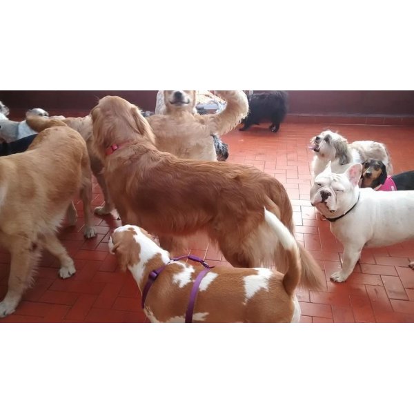 Serviço de Babá de Cachorros Valor na Vila Miranda - Dog Sitter no Bairro Campestre