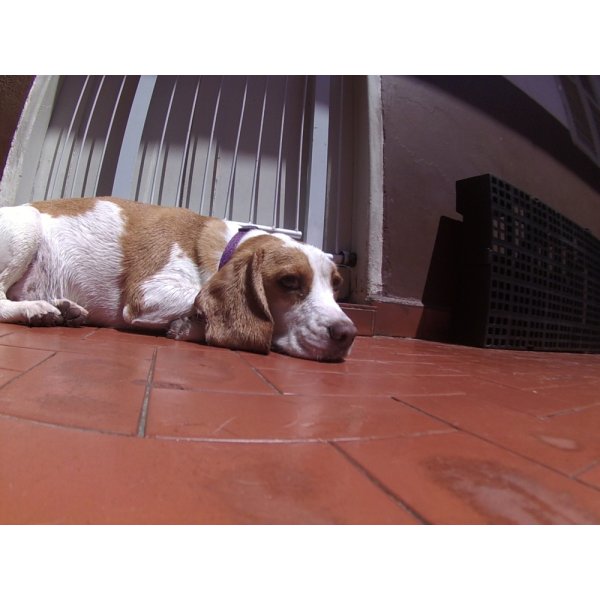 Serviço de Day Care Canino Preço no Jardim Santo Antônio do Cursino - Day Care Canino