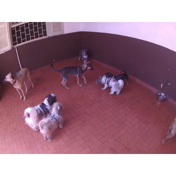 Serviço de Day Care Canino Quanto Custa em Prosperidade - Pet Daycare