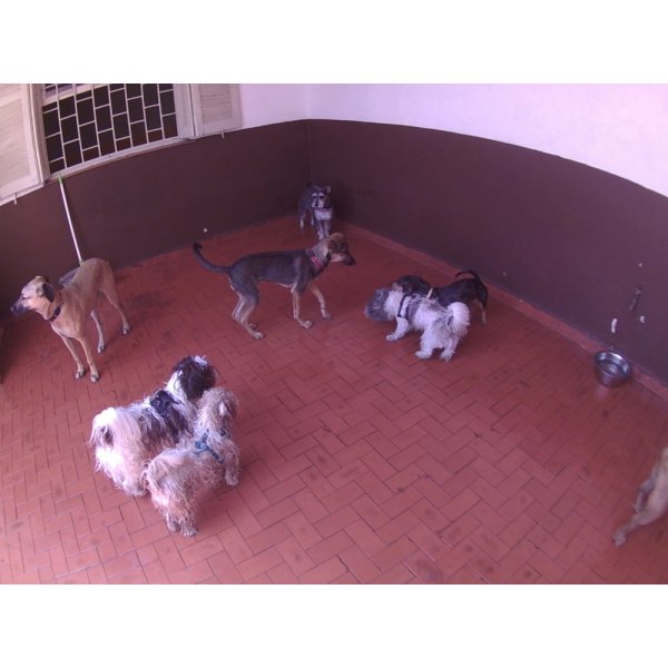 Serviço de Day Care Canino Quanto Custa na Vila Curuçá - Dog Care no Bairro Campestre