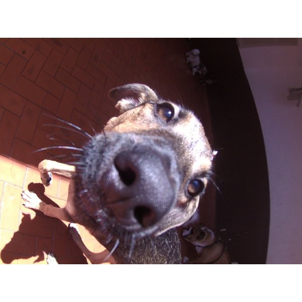 Serviço de Day Care Canino Valor no Jardim Santo Antônio - Serviço de Daycare Canino