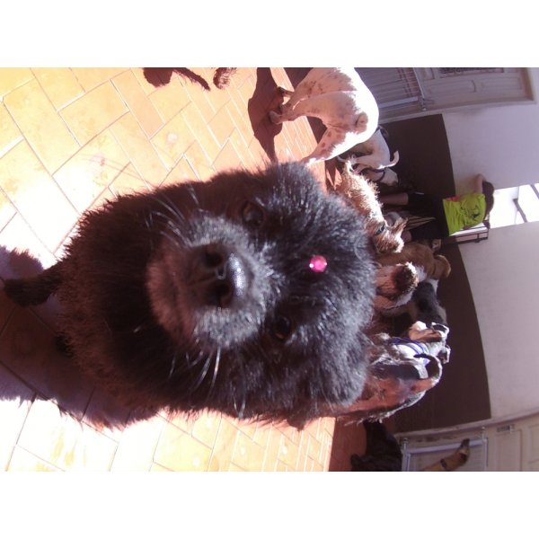 Serviço de Day Care Canino Valores no Retiro Morumbi - Dog Care em Santa Paula