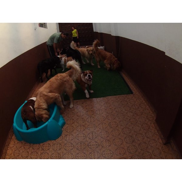Serviço de Daycare Canino na Bairro Silveira - Day Care Cachorro