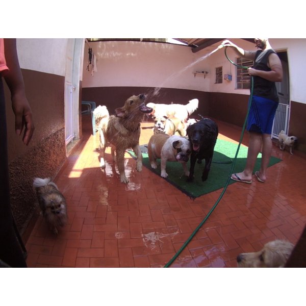 Serviço de Daycare Canino Preços na Jordanópolis - Serviço de Daycare para Cachorros