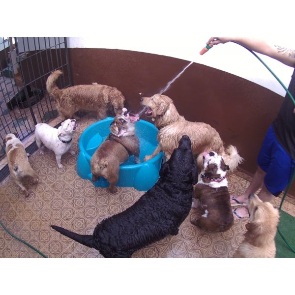 Serviço de Daycare Canino Quanto Custa em Média no Jardim São Caetano - Day Care Pet