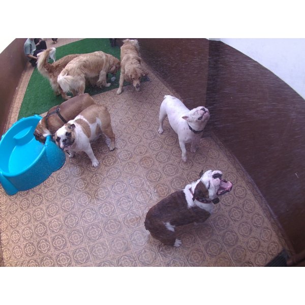 Serviço de Daycare Canino Quanto Custa na Chácara Flora - Dog Care em São Caetano