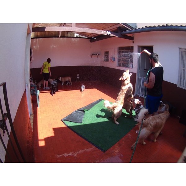 Serviço de Daycare Canino Valor no Jardim Lusitânia - Daycare Dog