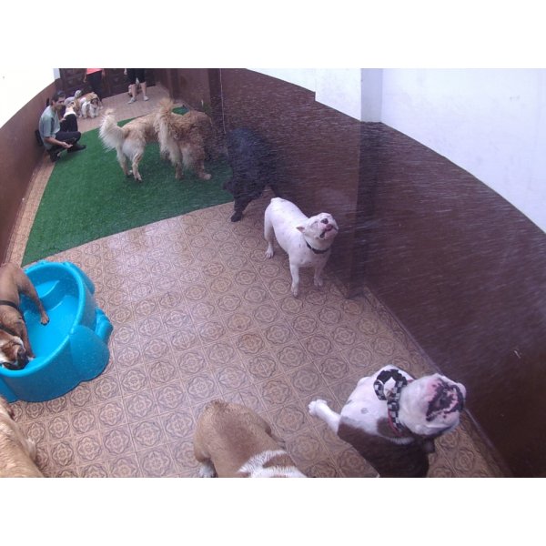 Serviço de Daycare Canino Valores na Vila Graziela - Day Care Cachorro
