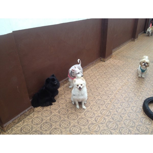 Serviço de Dog Sitter Onde Tem na Vila Beatriz - Dog Sitter em Santa Paula
