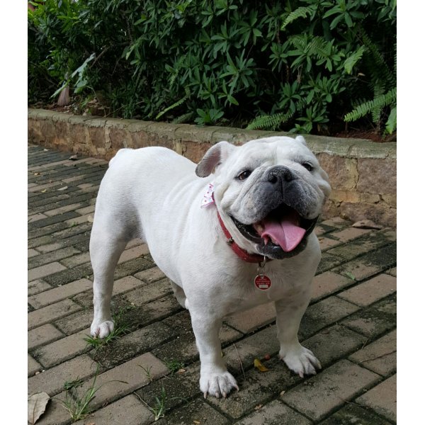 Serviço de Dog Sitter Preços no Jardim Matarazzo - Dogsitter ABC