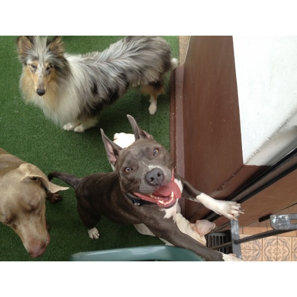 Serviço de Passeador de Cães Preço no Jardim Patente Novo - Dog Walker em Santo André