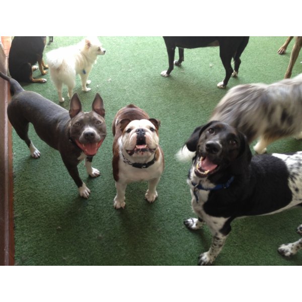 Serviço de Passeador de Cães Quanto Custa no Hipódromo - Dog Walker em Santa Paula