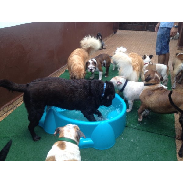 Serviço Dog Sitter Contratar no Conjunto Promorar Vila Maria - Serviço de Babá de Cachorro