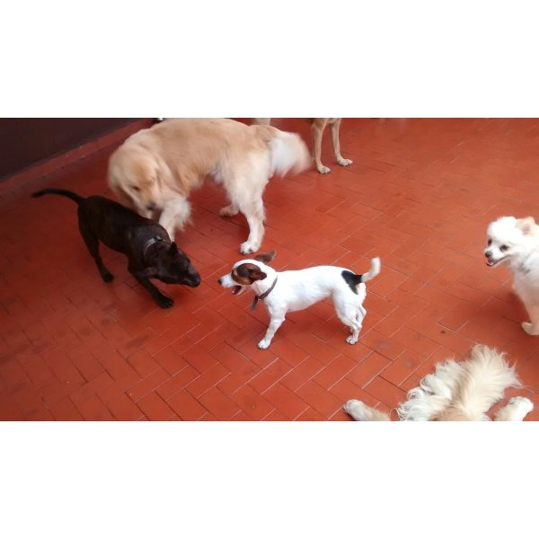 Serviço Dog Sitter Onde Encontro na Vila Monumento - Empresa de Babás para Cães