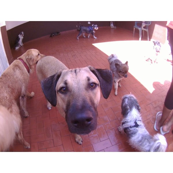 Serviço Dog Sitter Preços na Chácara Monte Alegre - Dogsitter ABC