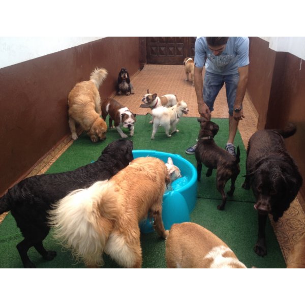 Serviço Dog Sitter Preços na Vila Leme - Empresa de Babás para Cães