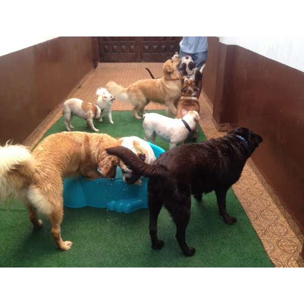 Serviço Dog Sitter Quano Custa em Camilópolis - Empresa de Babás para Cães