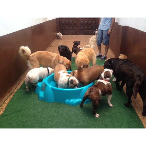 Serviço Dog Sitter Valor no Jardim Natália - Empresa de Babás para Cães