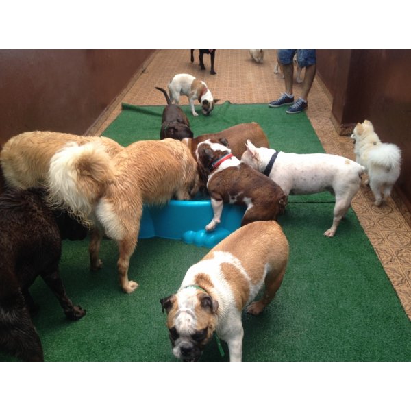 Serviço Dog Sitter Valores na Vila Canero - Dog Sitter em Santa Paula
