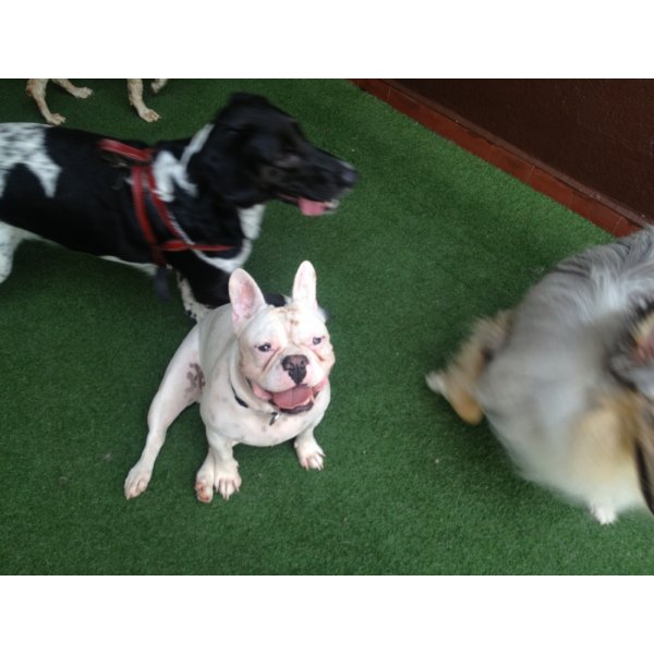 Serviços de Adestrador de Cães Valor na Vila Olímpia - Adestrador Canino