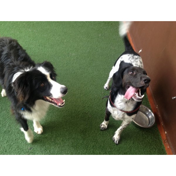 Serviços de Adestrador de Cães Valores em São Bernado do Campo - Adestrador Canino