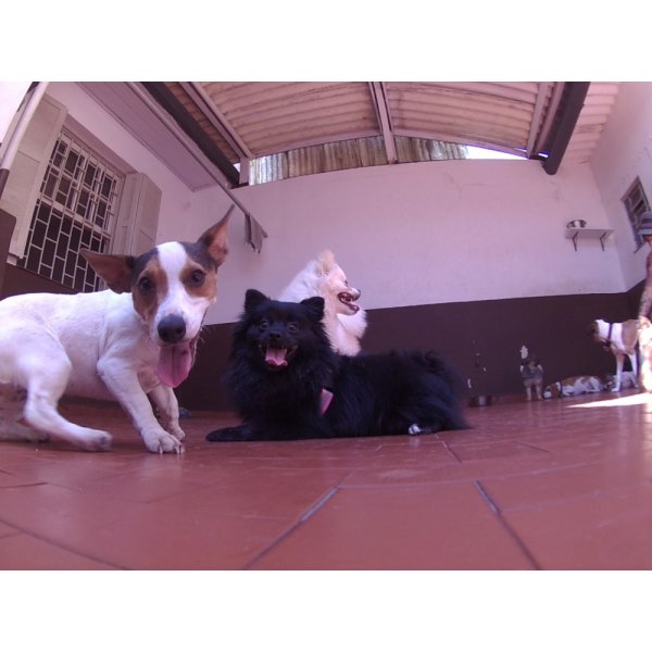 Serviços de Day Care Canino na Consolação - Dog Care em Santa Paula