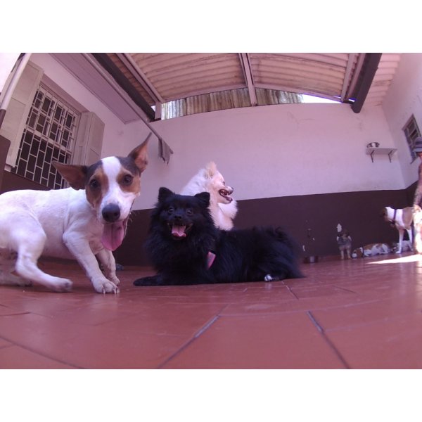 Serviços de Day Care Canino na Vila Alpina - Serviço de Daycare Canino