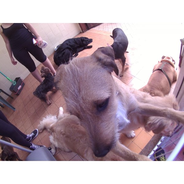 Serviços de Day Care Canino Preço na Cidade Monções - Dog Care em Santa Paula