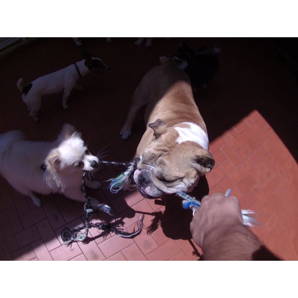 Serviços de Day Care Canino Quanto Custa em Média no Jardim Martini - Dog Care em Santa Paula