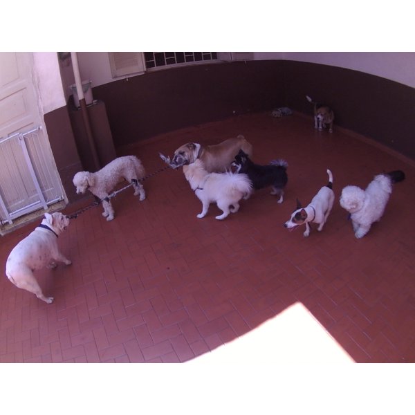 Serviços de Day Care Canino Quanto Custa na Vila Alice - Serviço de Daycare Canino