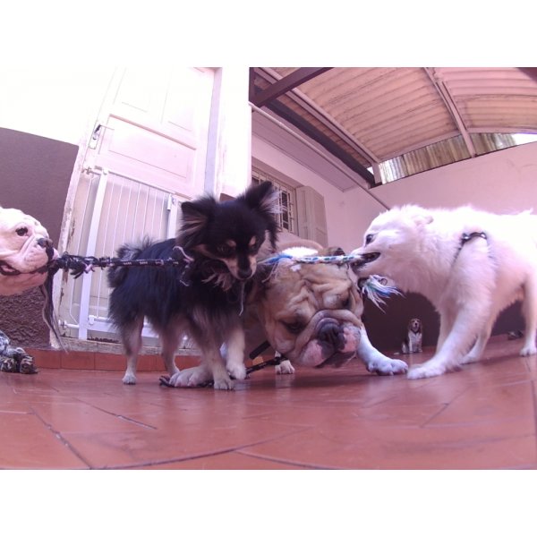 Serviços de Day Care Canino Valores na Bairro Paraíso - Pet Daycare