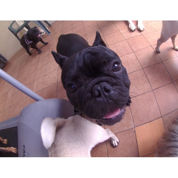 Serviços de Daycare Canino na Vila Campos Sales - Serviço de Day Care para Cães