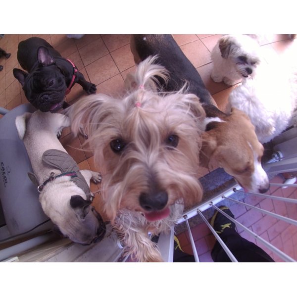 Serviços de Daycare Canino Preços na Cidade Leonor - Dog Care no Bairro Campestre