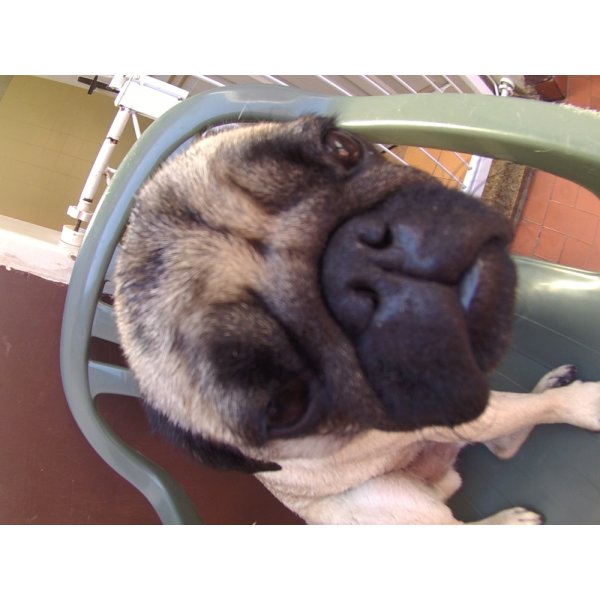 Serviços de Daycare Canino Quanto Custa em Média no Jardim Rizzo - Daycare Cachorro